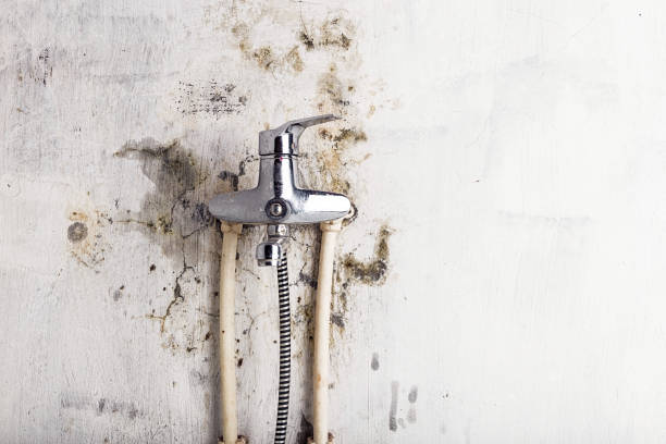 Best Mold Remediation for Schools in Kankakee, IL
