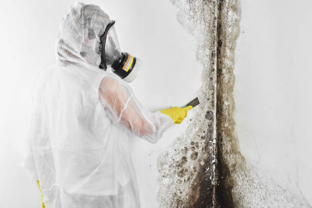 Best Attic Mold Remediation in Kankakee, IL