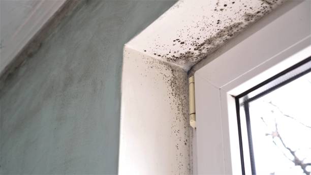Best White Mold Remediation in Kankakee, IL