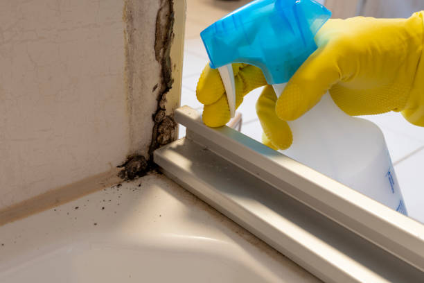 Best Kitchen Mold Remediation in Kankakee, IL