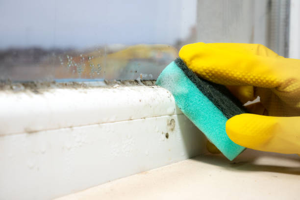 Best Industrial Mold Remediation in Kankakee, IL