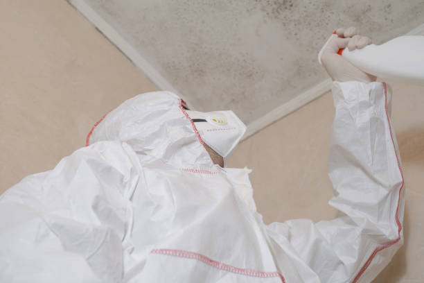 Best Black Mold Remediation in Kankakee, IL