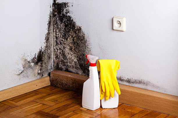 Best Residential Mold Remediation in Kankakee, IL